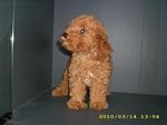 Pure Breed Poodle - Poodle Dog