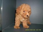 Pure Breed Poodle - Poodle Dog