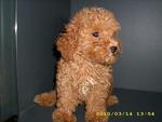 Pure Breed Poodle - Poodle Dog