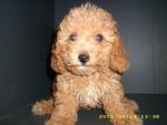 Pure Breed Poodle - Poodle Dog