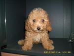 Pure Breed Poodle - Poodle Dog