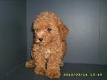 Pure Breed Poodle - Poodle Dog