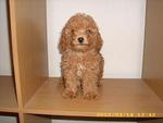 Pure Breed Poodle - Poodle Dog