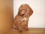 Pure Breed Poodle - Poodle Dog