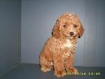 Pure Breed Poodle - Poodle Dog