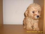 Pure Breed Poodle - Poodle Dog