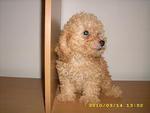 Pure Breed Poodle - Poodle Dog