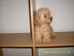 Pure Breed Poodle - Poodle Dog