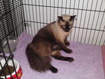 Jimmy - Urgent - Siamese + Domestic Long Hair Cat