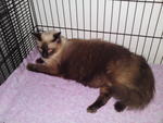 Jimmy - Urgent - Siamese + Domestic Long Hair Cat