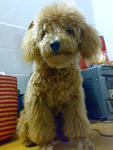 Milky - Poodle Dog