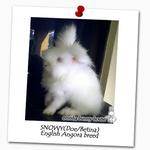 Snowy - Angora Rabbit Rabbit