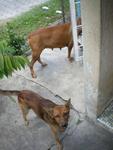 Afternoon walks in the compound