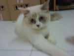 Ogiey - Domestic Long Hair + Applehead Siamese Cat