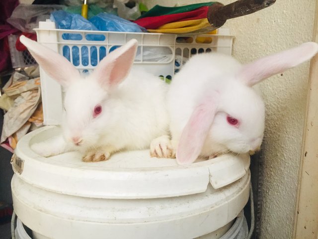 Winter &amp; Wind - Holland Lop + New Zealand Rabbit