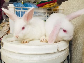 Winter &amp; Wind - Holland Lop + New Zealand Rabbit