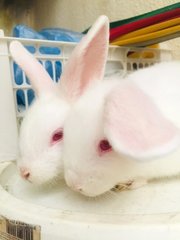 Winter &amp; Wind - Holland Lop + New Zealand Rabbit