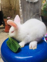 Winter &amp; Wind - Holland Lop + New Zealand Rabbit