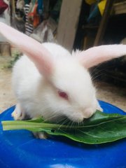 Winter &amp; Wind - Holland Lop + New Zealand Rabbit