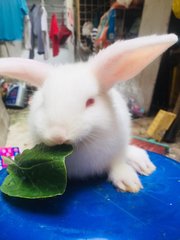 Winter &amp; Wind - Holland Lop + New Zealand Rabbit