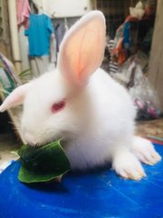 Winter &amp; Wind - Holland Lop + New Zealand Rabbit