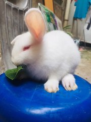 Winter &amp; Wind - Holland Lop + New Zealand Rabbit