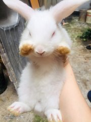 Winter &amp; Wind - Holland Lop + New Zealand Rabbit