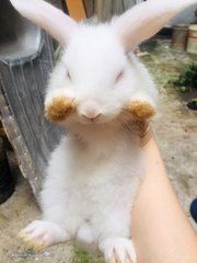 Winter &amp; Wind - Holland Lop + New Zealand Rabbit