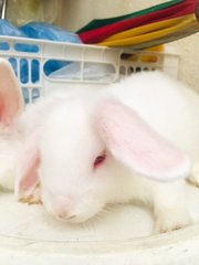 Winter &amp; Wind - Holland Lop + New Zealand Rabbit