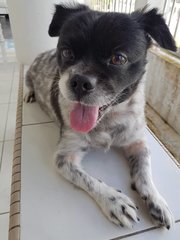 Lucky - Mixed Breed Dog