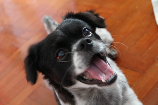 Lucky - Mixed Breed Dog