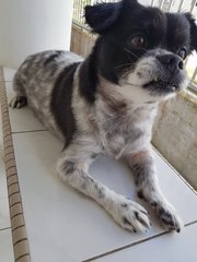 Lucky - Mixed Breed Dog