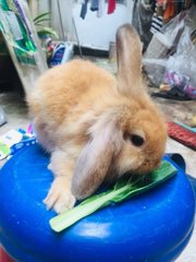 Golden  - Holland Lop + New Zealand Rabbit