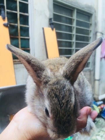 Mint - Holland Lop + New Zealand Rabbit