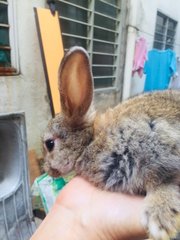 Mint - Holland Lop + New Zealand Rabbit