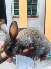 Mint - Holland Lop + New Zealand Rabbit