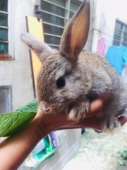 Mint - Holland Lop + New Zealand Rabbit