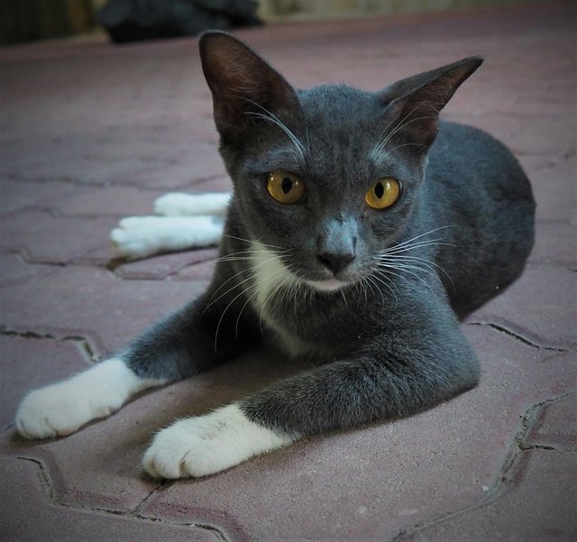 Mummy White Socks - Domestic Short Hair Cat