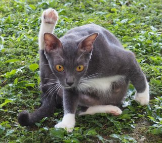 Mummy White Socks - Domestic Short Hair Cat