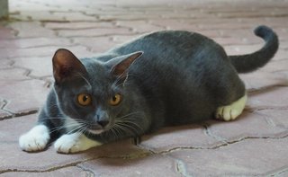 Mummy White Socks - Domestic Short Hair Cat