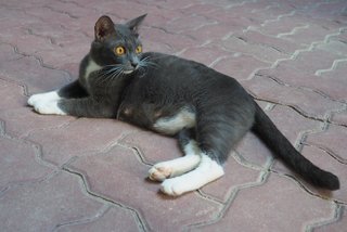 Mummy White Socks - Domestic Short Hair Cat