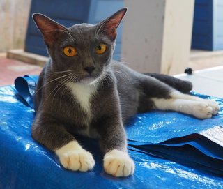 Mummy White Socks - Domestic Short Hair Cat