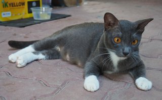 Mummy White Socks - Domestic Short Hair Cat