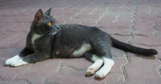 Mummy White Socks - Domestic Short Hair Cat