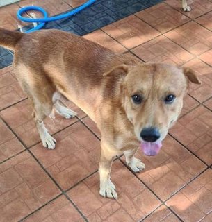 Ahboy - Labrador Retriever Mix Dog