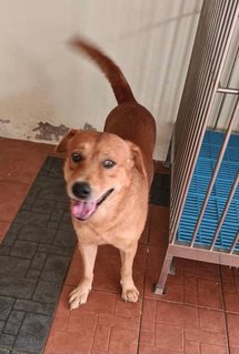 Ahboy - Labrador Retriever Mix Dog