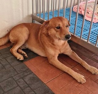 Ahboy - Labrador Retriever Mix Dog