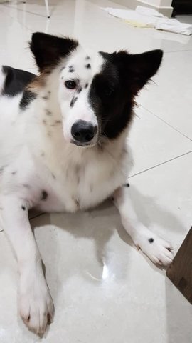 Snoo0py - Border Collie Mix Dog