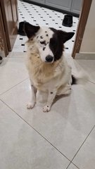 Snoo0py - Border Collie Mix Dog