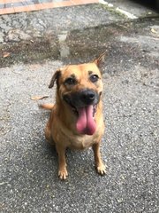 Dao Dao - Mixed Breed Dog